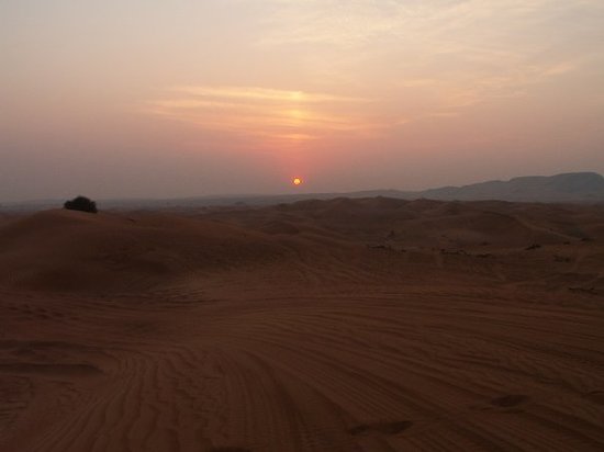 Image result for arabian night safari