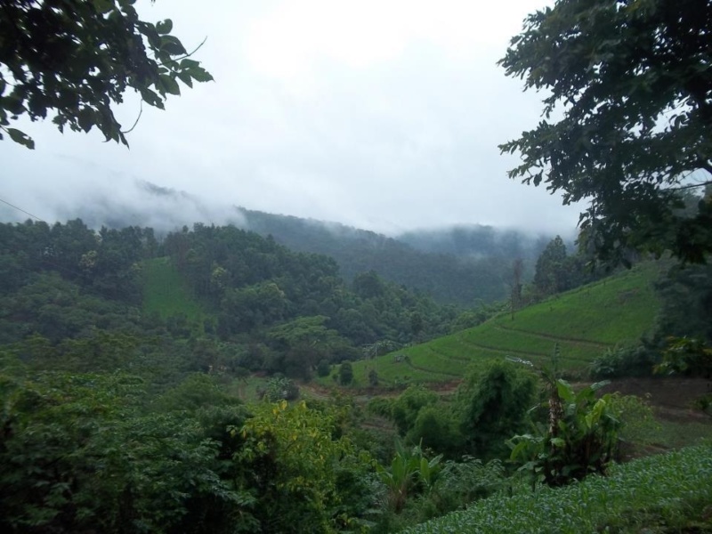 wanderlust bee jungle trekking in chiang mai