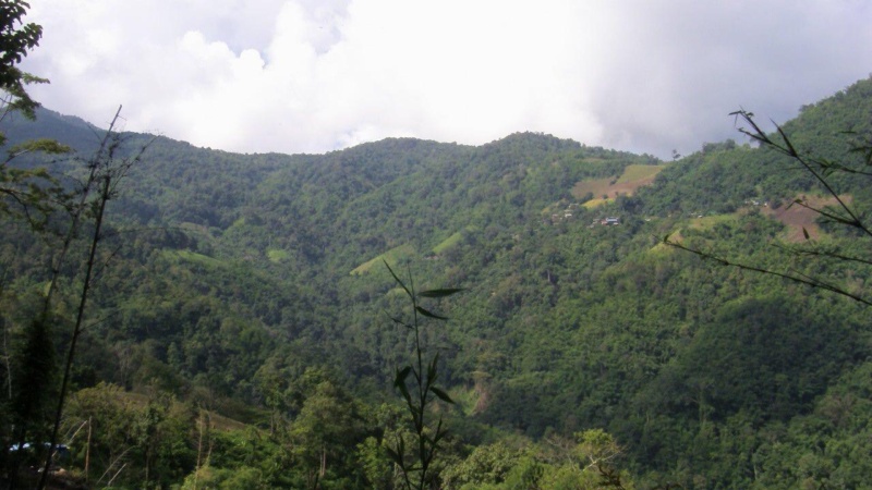 wanderlust bee jungle trekking in chiang mai