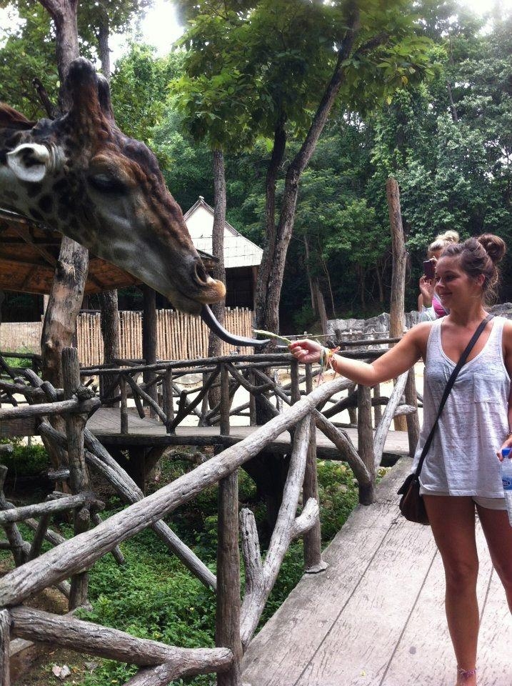 Wanderlustbee Chiang Mai, Thailand. Chiang Mai Zoo feeding giraffe