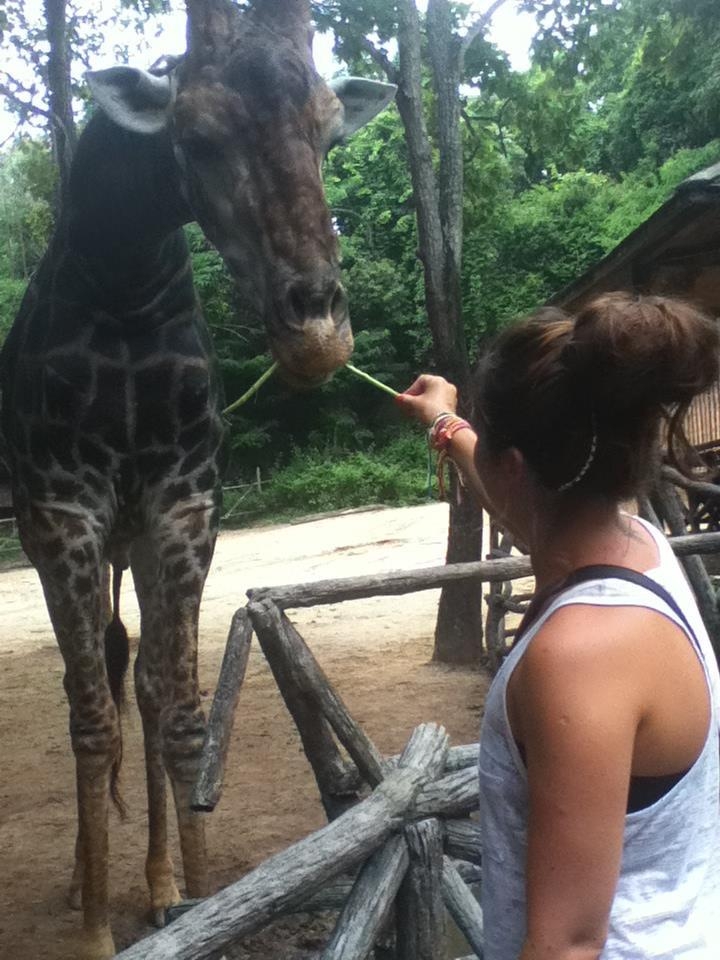 Wanderlustbee Chiang Mai, Thailand. Chiang Mai Zoo feeding giraffe