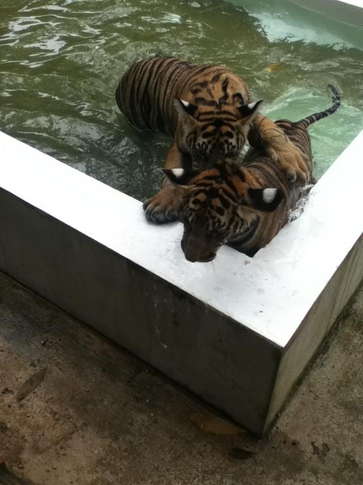 Wanderlsust bee chiang mai tiger kingdom