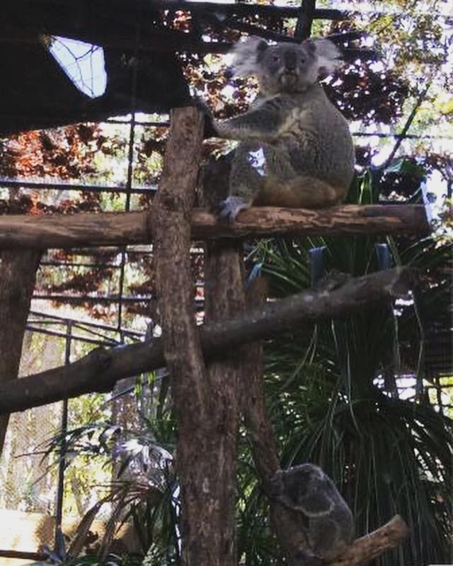 Wanderlustbee Chiang Mai, Thailand. Chiang Mai Zoo