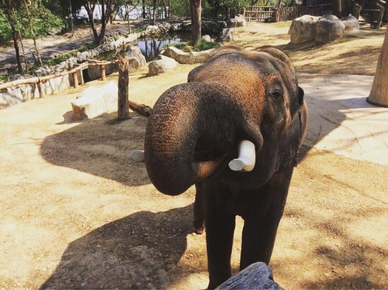 Wanderlustbee Chiang Mai, Thailand. Chiang Mai Zoo elephant