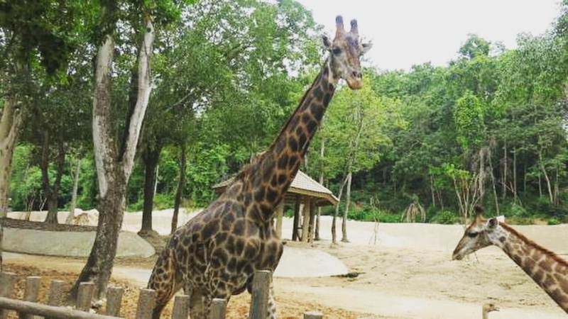 Wanderlustbee Chiang Mai, Thailand. Chiang Mai Zoo