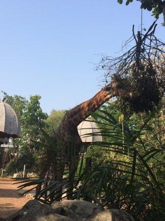 Wanderlustbee Chiang Mai, Thailand. Chiang Mai Zoo