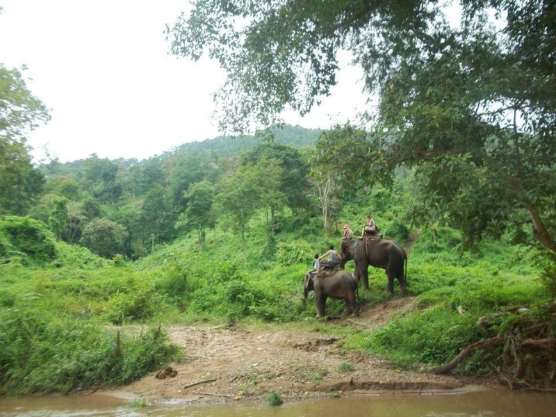 wanderlust bee jungle trekking in chiang mai