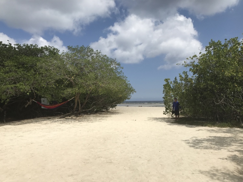 Wanderlustbee- Mangel Halto, Aruba, Caribbean 