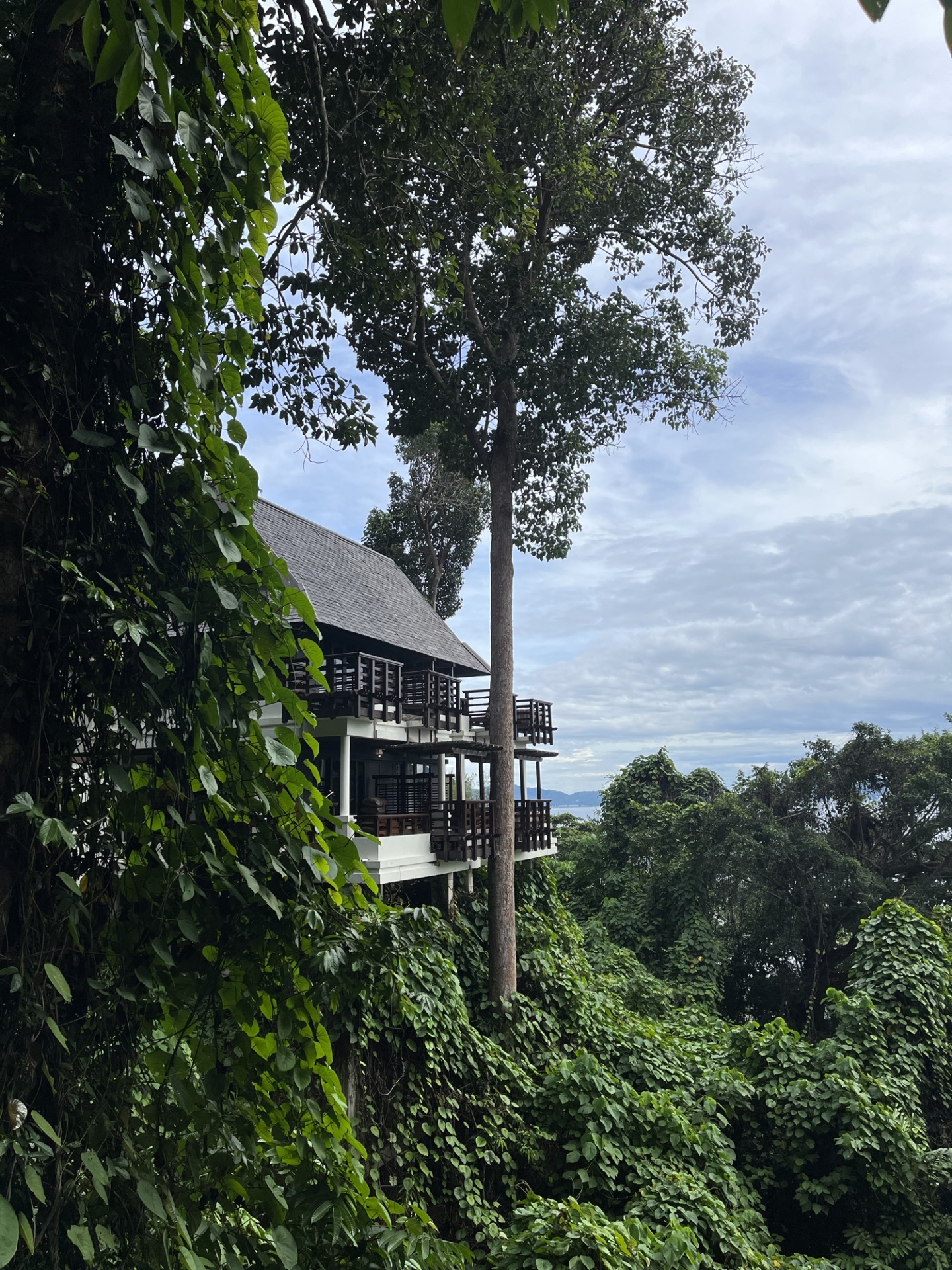 Wanderlust bee, gaya island, borneo